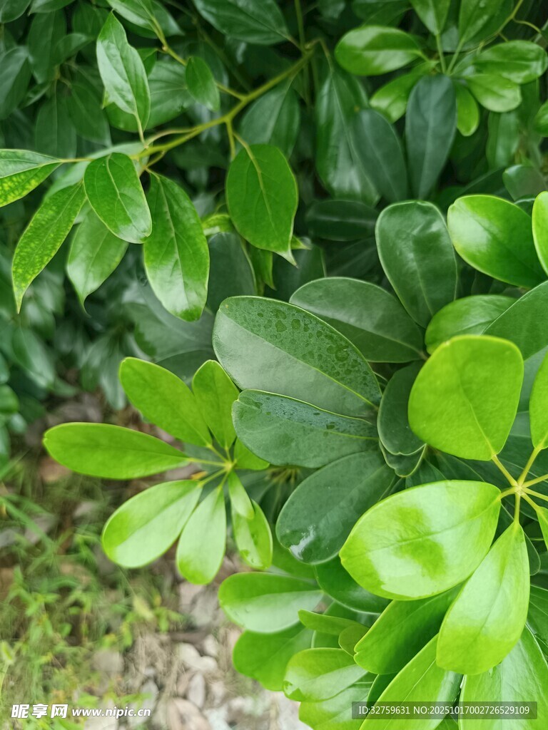 翠绿叶片的生机植物