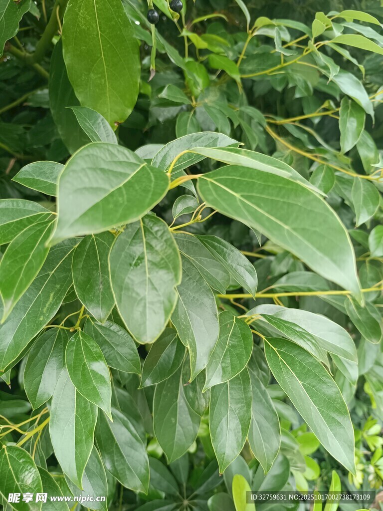 翠绿叶片特写