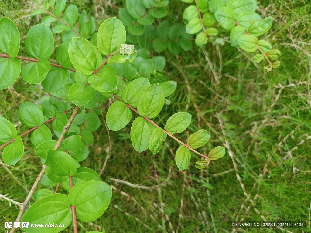 绿叶植物特写