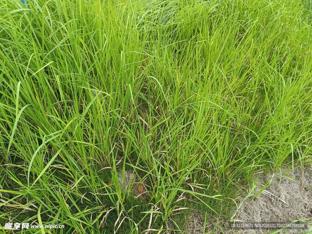 翠绿草地生机勃勃
