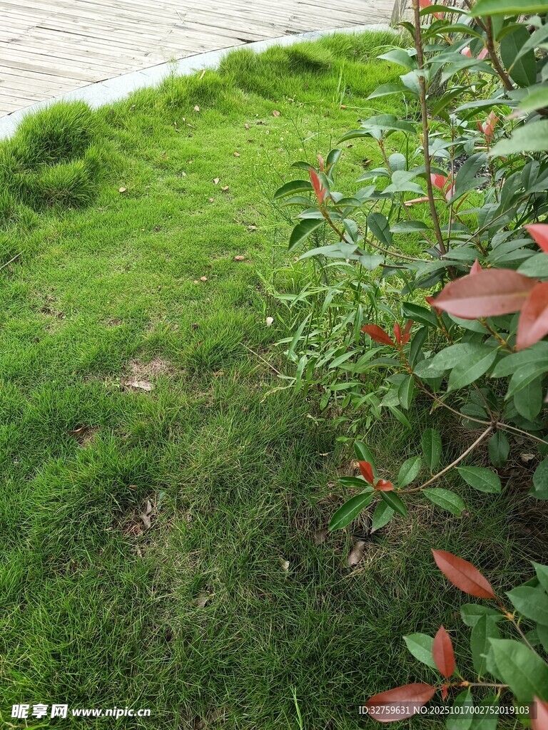 翠绿草坪旁的鲜艳植物