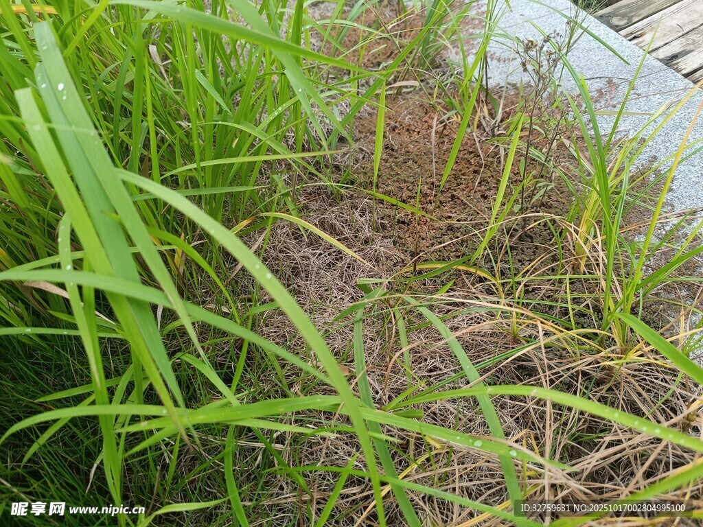 水边茂盛的绿色植物