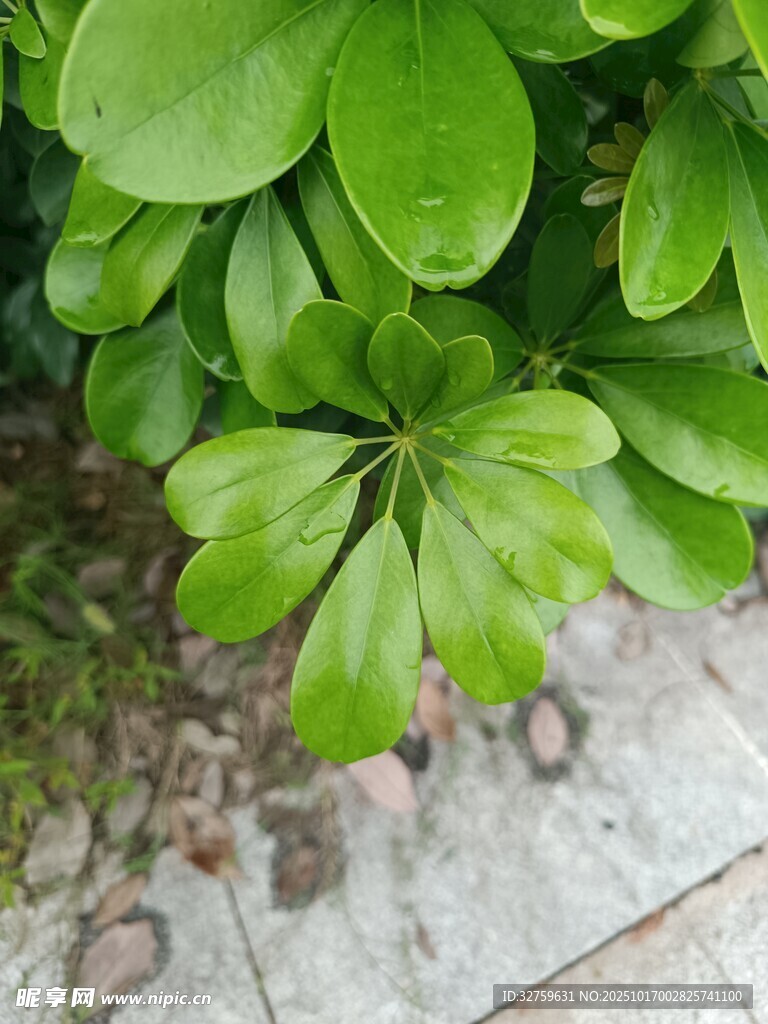 翠绿叶片的生机植物