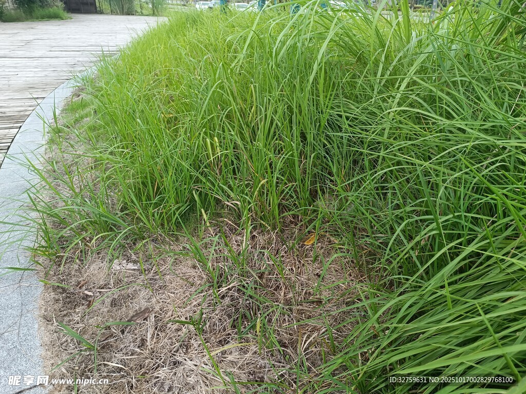 路边茂盛的绿色草丛