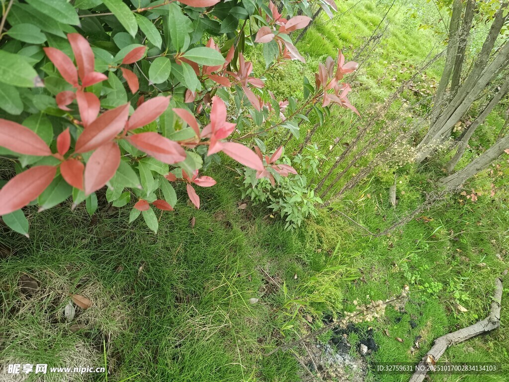 绿叶间的粉红叶景