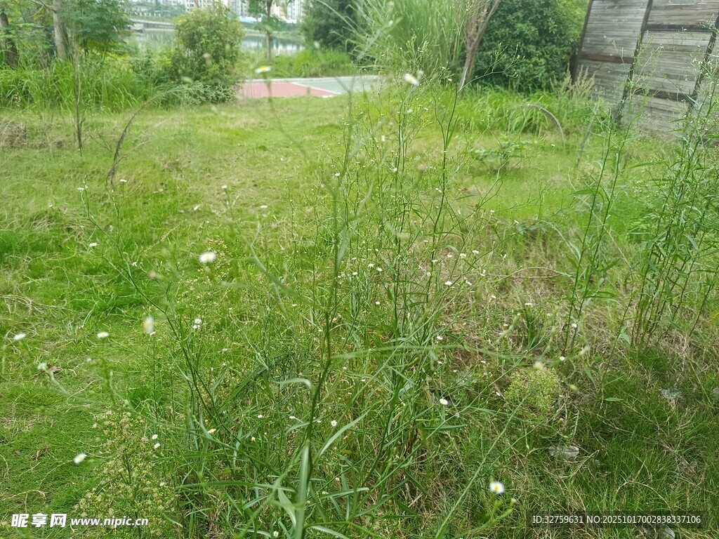 户外草地场景