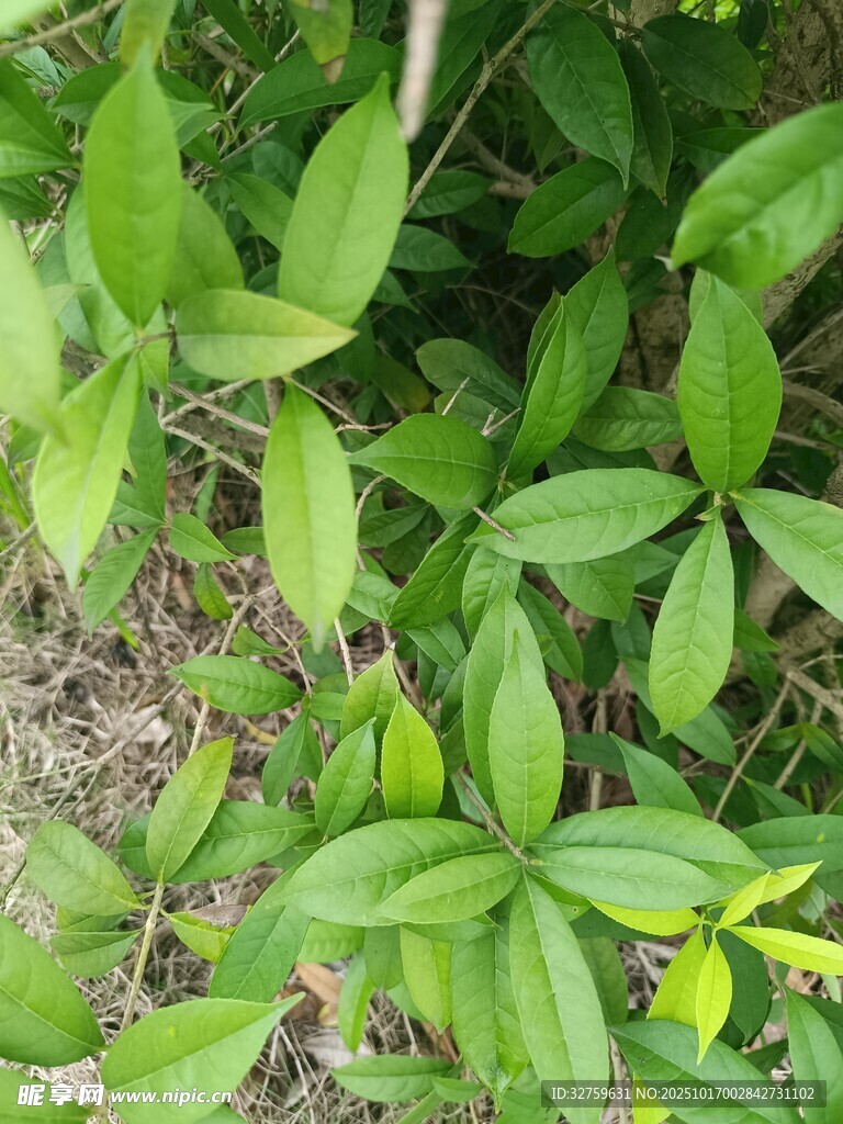 绿叶丛生的植物景象