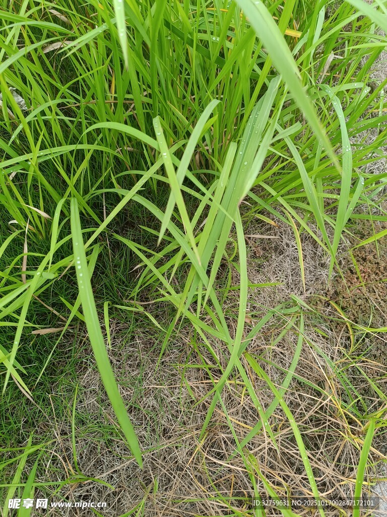 嫩绿草丛特写
