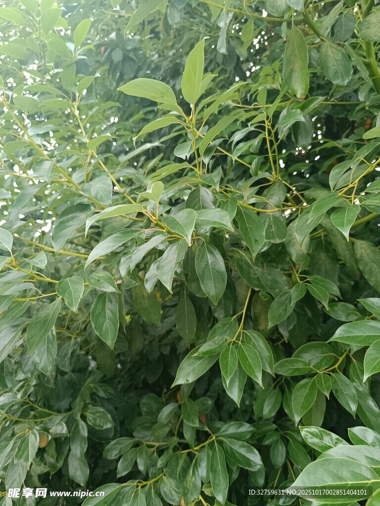 茂密绿植特写