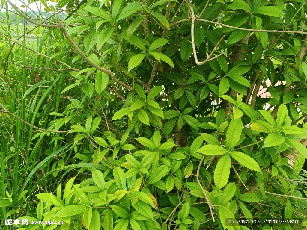 繁茂绿植