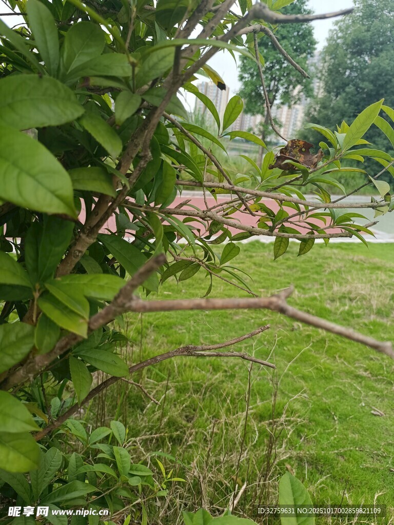 枝头繁花绿叶的自然景致
