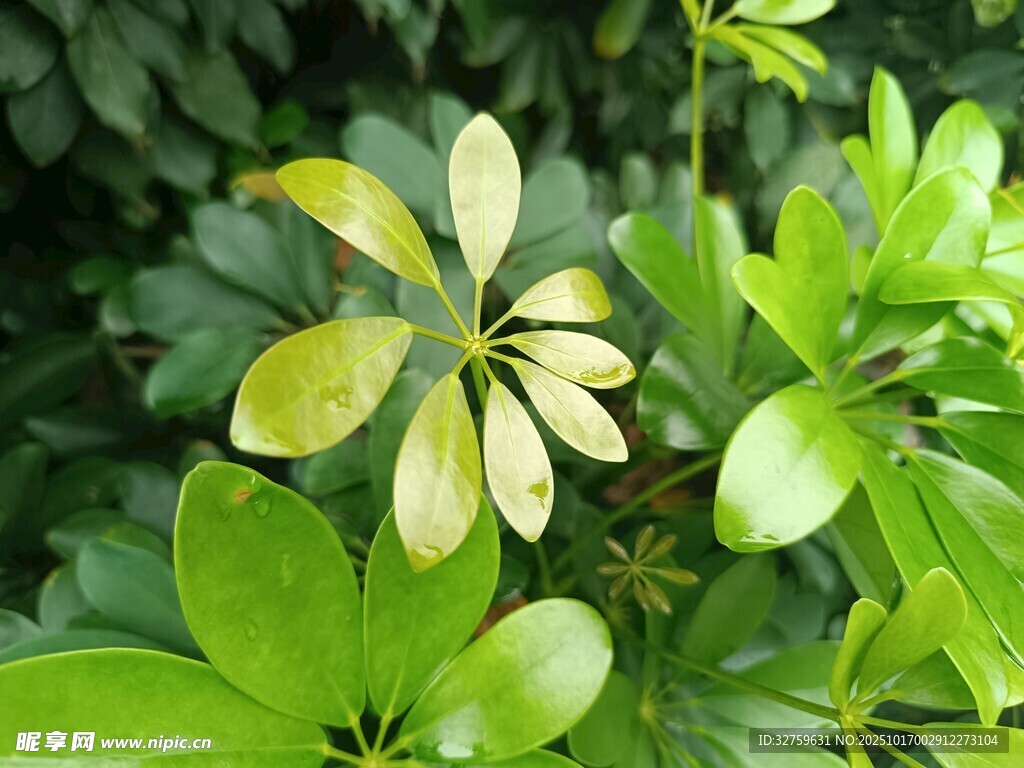 翠绿叶片的生机植物