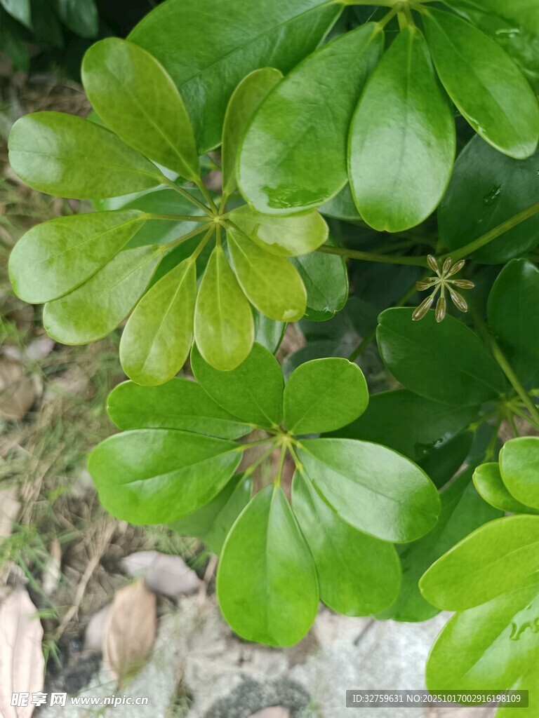 翠绿叶片的生机植物