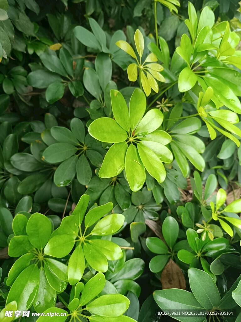 翠绿繁茂的绿植叶片