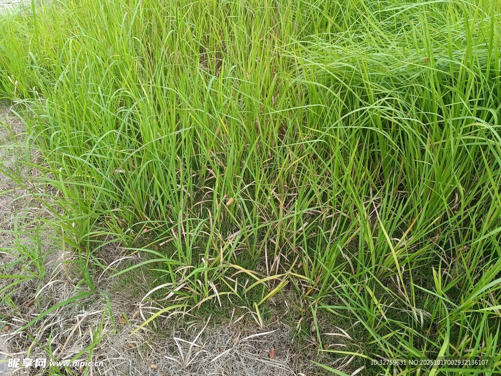 路边茂盛的绿色野草