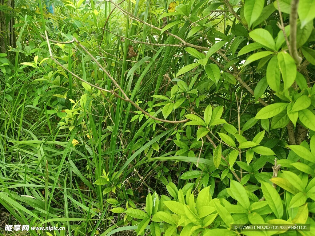 繁茂绿植景观