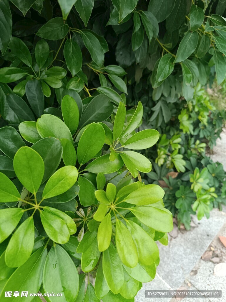 翠绿繁茂的绿叶植物