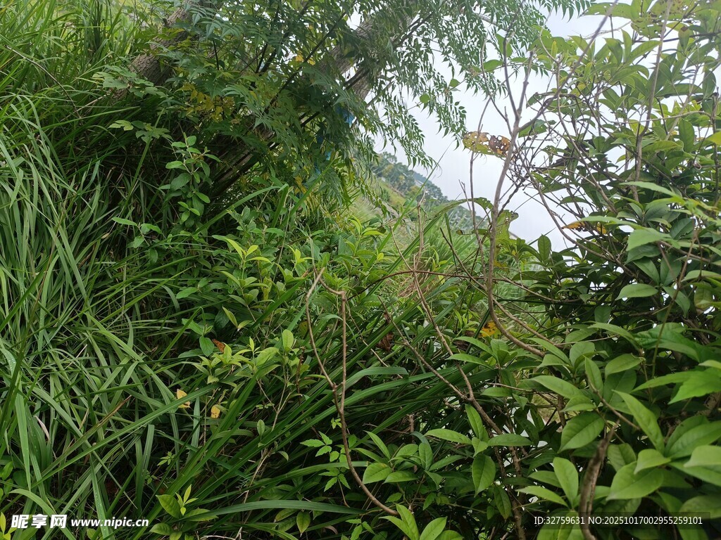 茂密丛林中的绿色植物景观