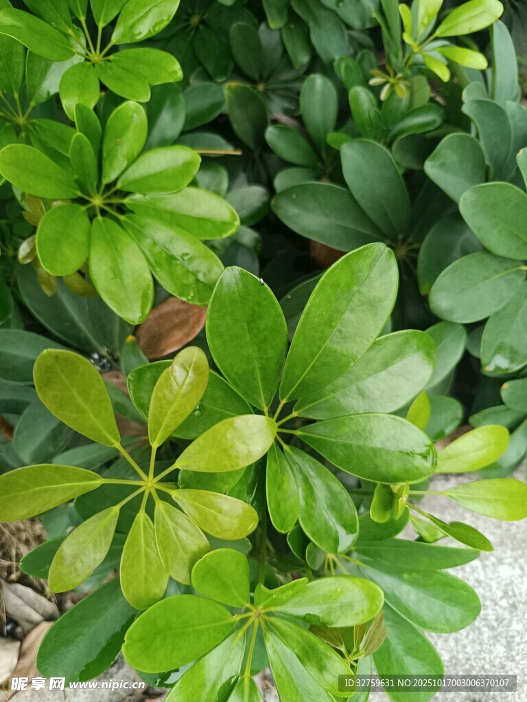 翠绿繁茂的鹅掌柴植物