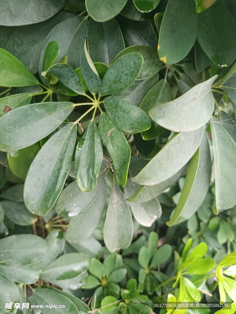 绿叶植物特写