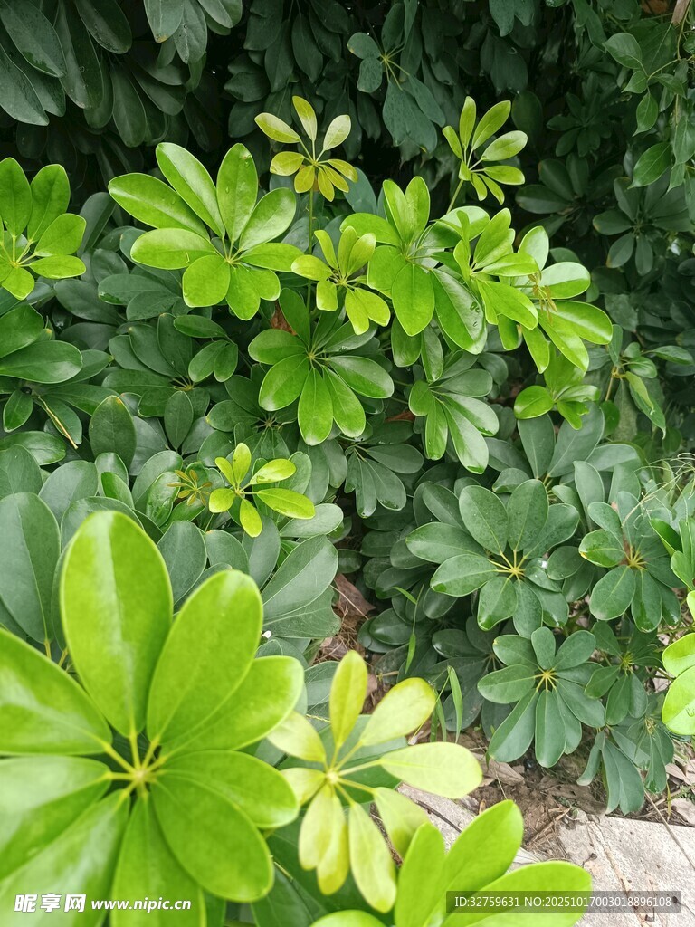 翠绿蓬勃的多叶植物景观