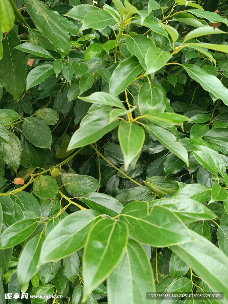 翠绿繁茂的植物枝叶