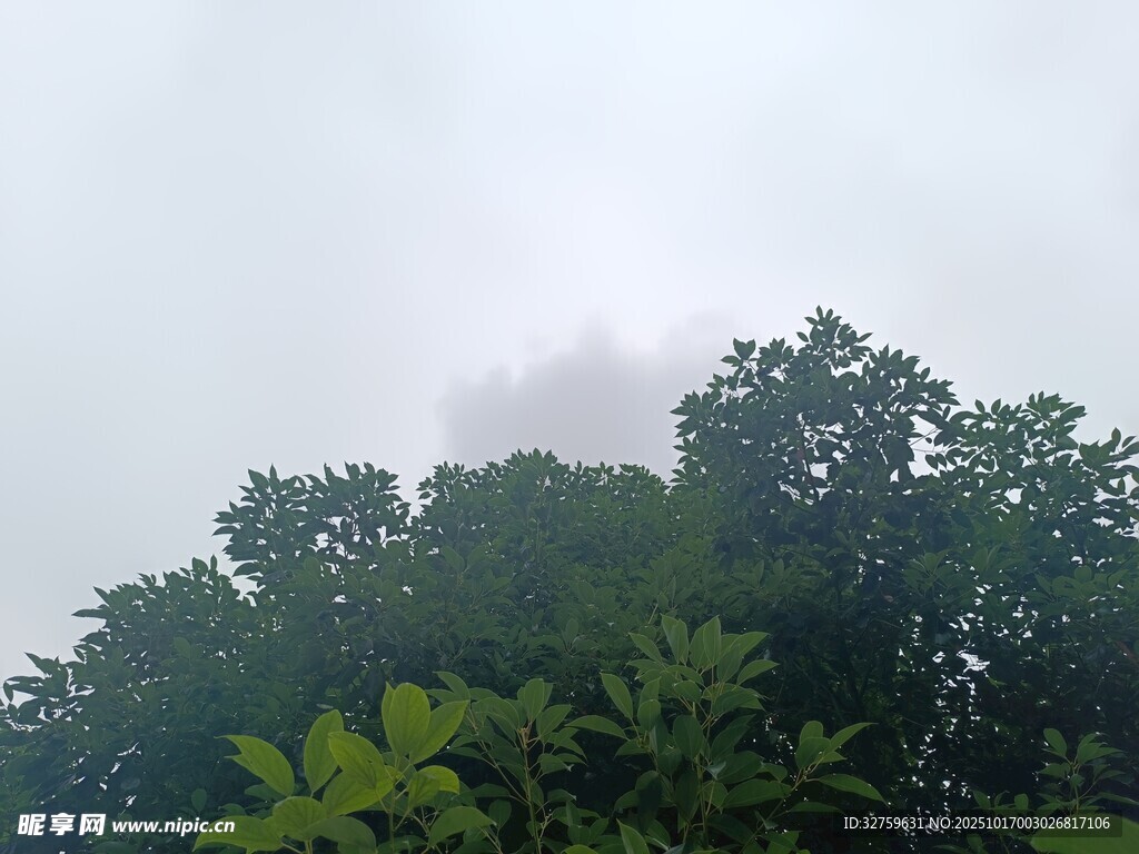 树林上方的朦胧天空