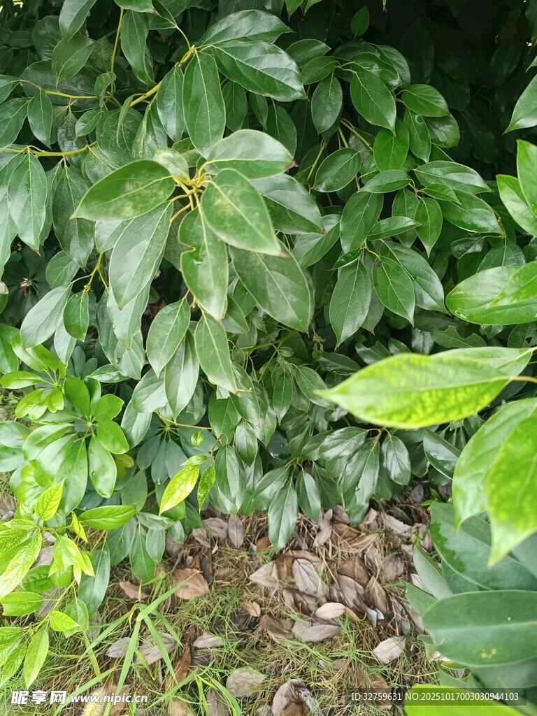 绿叶繁茂的植物景观