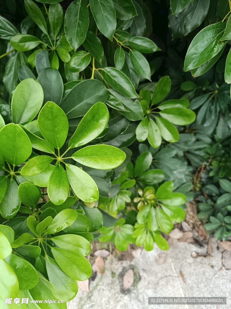 翠绿繁茂的植物叶片