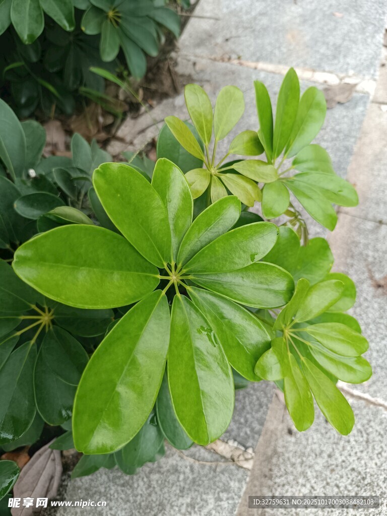 翠绿鹅掌柴植物特写
