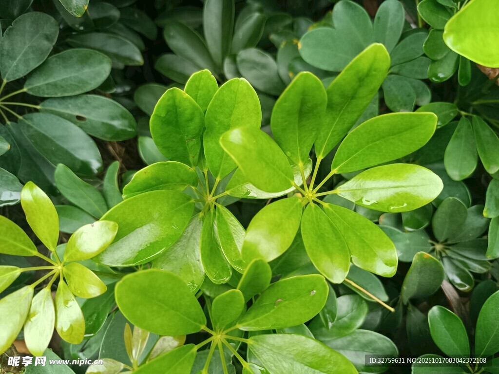 翠绿繁茂的掌状叶片植物