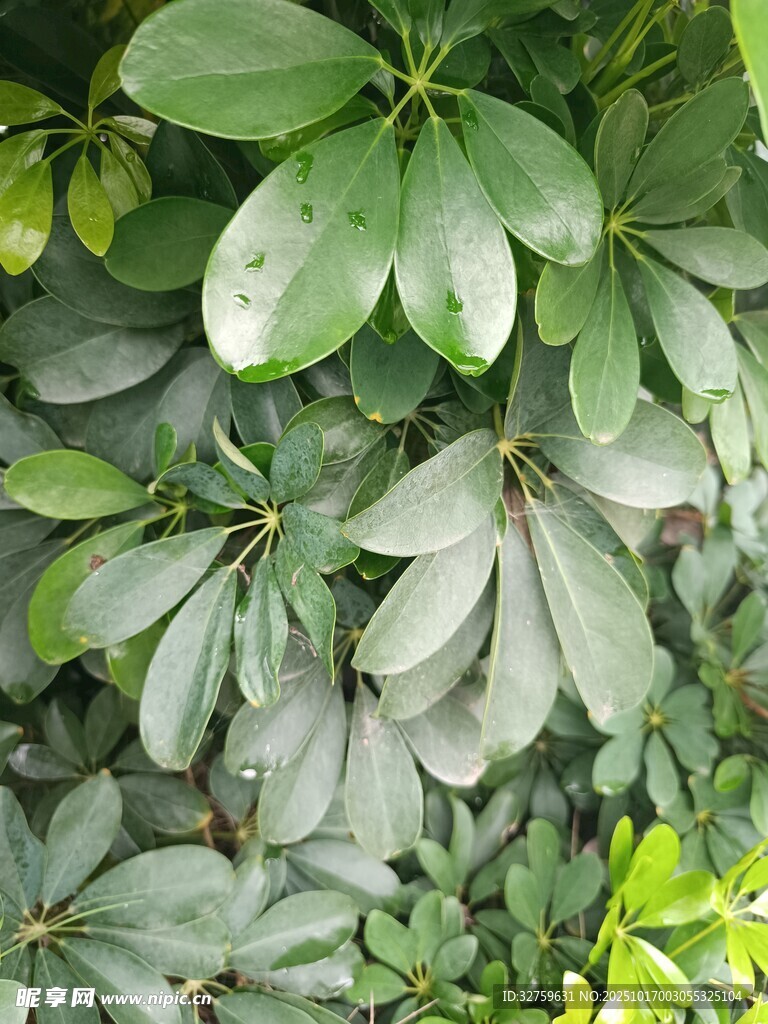 绿叶繁茂的植物景观