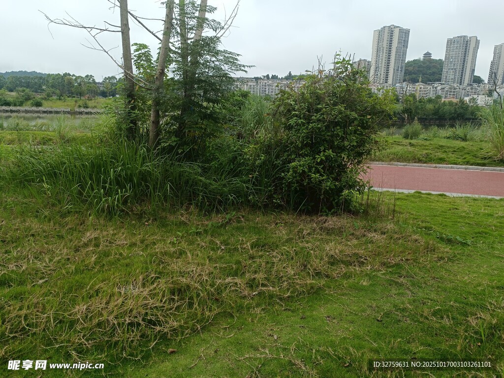 城市边的草地与绿植景观