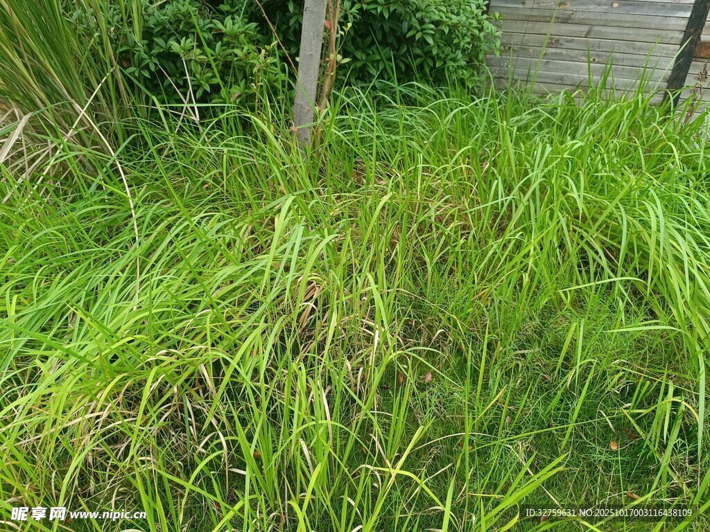 户外茂盛的绿色草丛