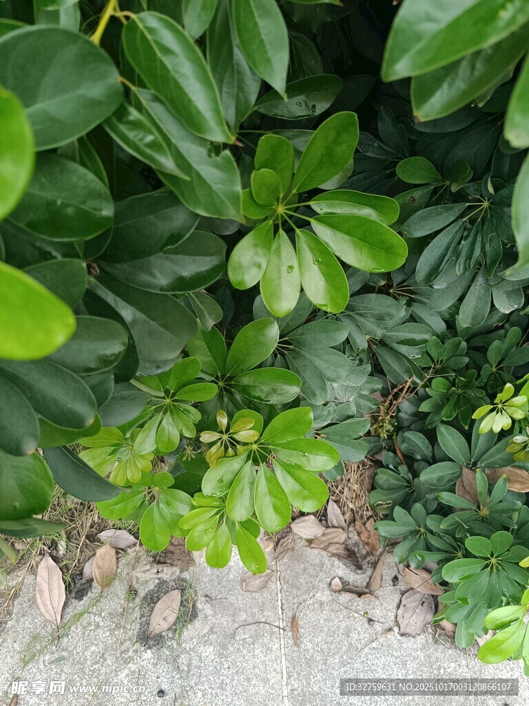 绿叶繁茂的地面植物景观