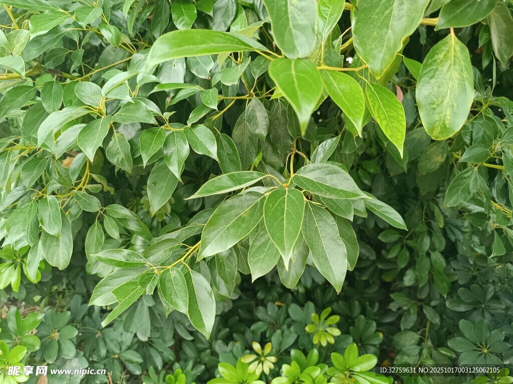 翠绿繁茂的植物叶片