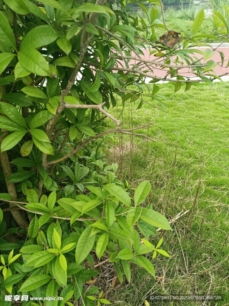 绿意盎然的户外植物景观