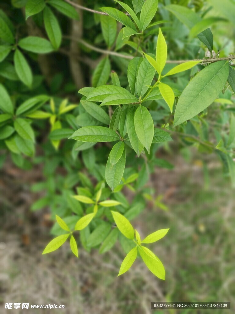 嫩绿枝叶的清新植物画面
