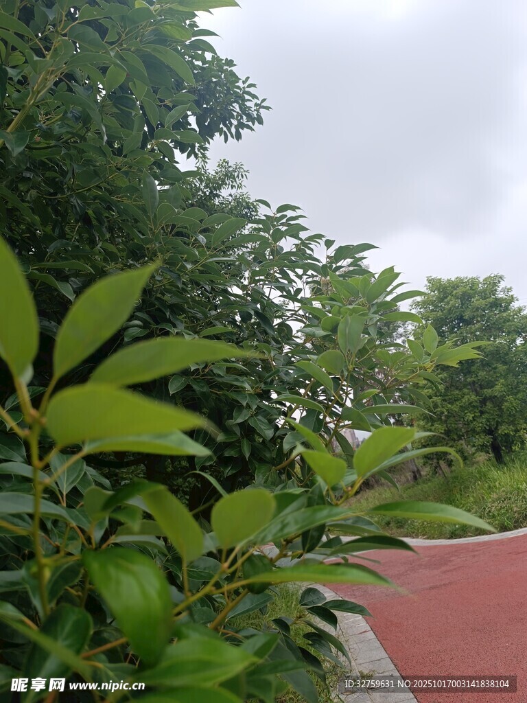 绿树环绕的红色步道