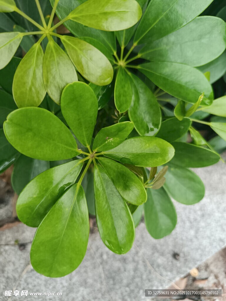 翠绿生机勃勃的绿植叶片