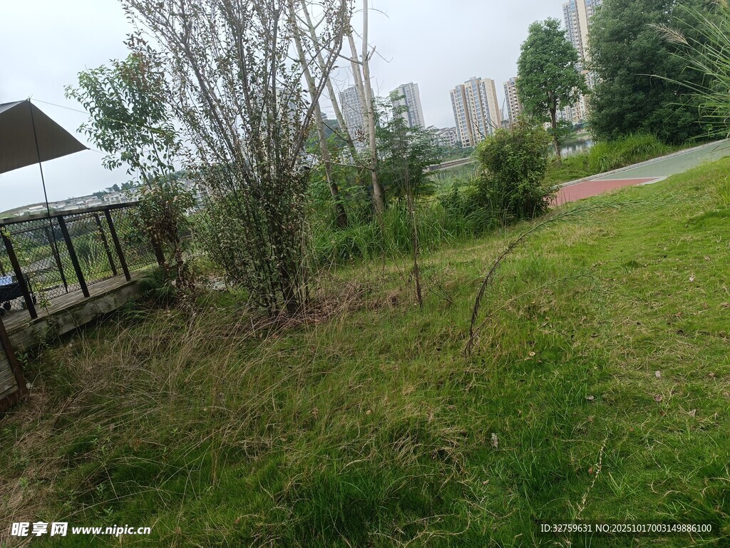 户外草地与树木景观