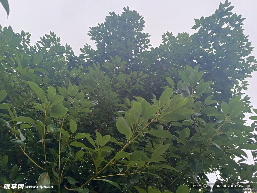 繁茂绿树展现自然生机