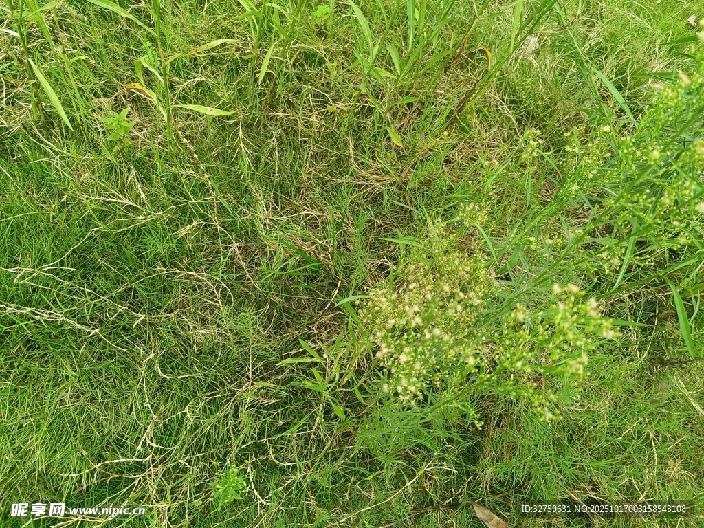 翠绿草地中的零星植物