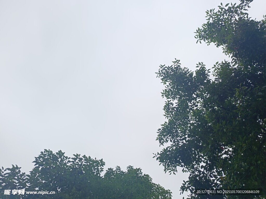 树梢上的天空