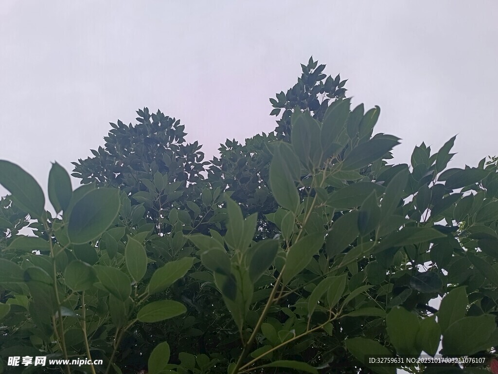 茂密绿植 