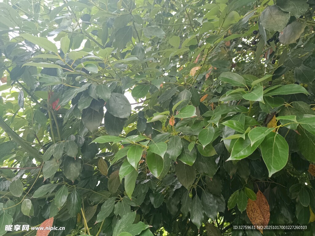 繁茂绿植 