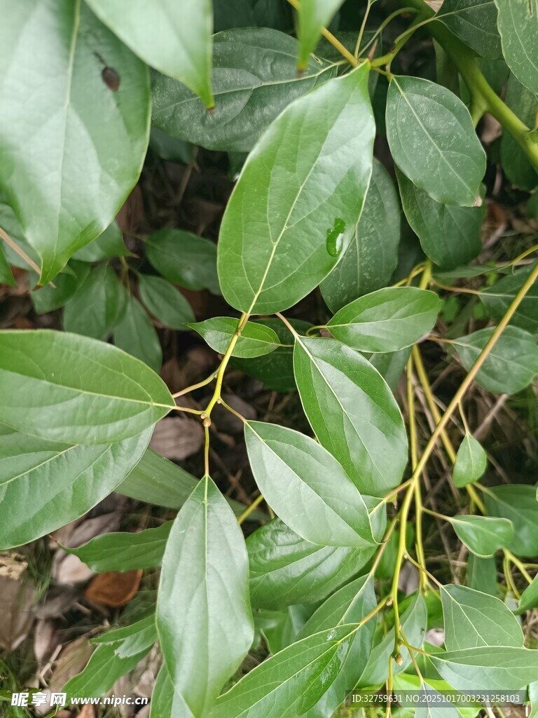翠绿叶片特写
