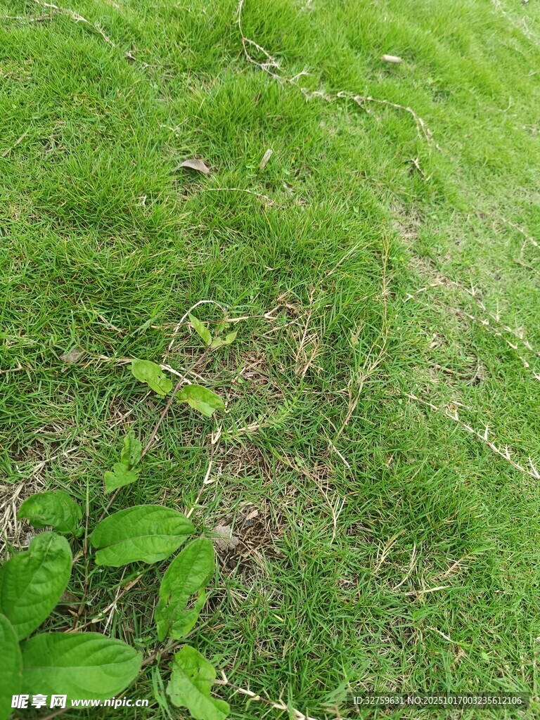 嫩绿草地中的新生绿叶