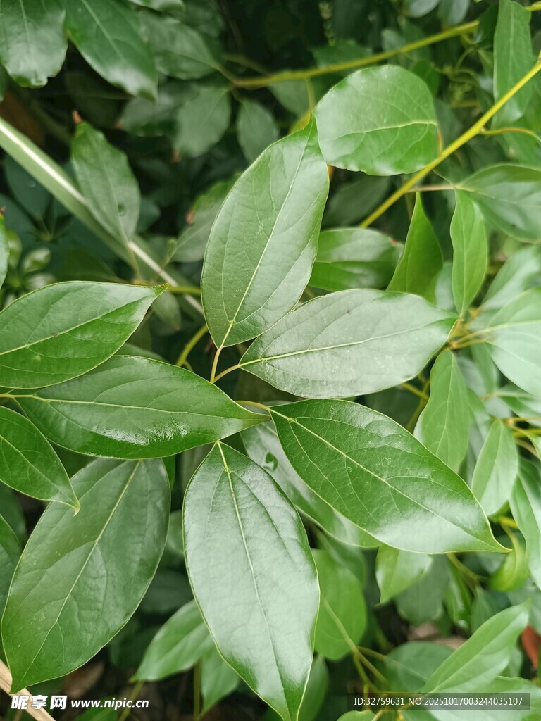 翠绿叶片特写
