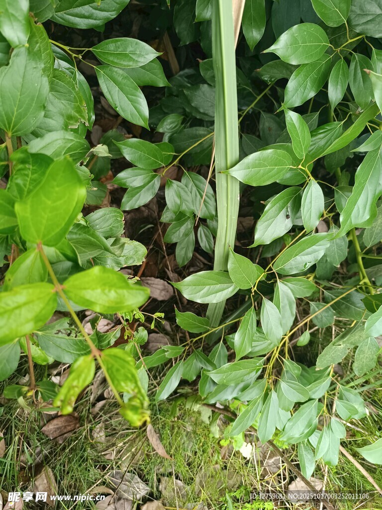 绿叶繁茂的自然植物景象